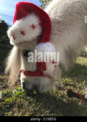Falabella cheval miniature pâturage sur une pelouse, en hiver, wearing a Santa Claus hat Banque D'Images