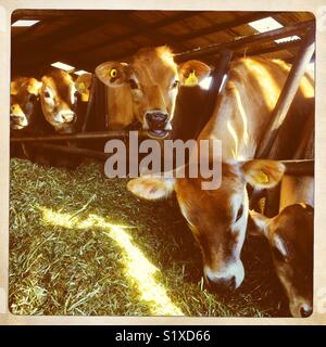 Les jeunes génisses Jersey fourrage manger dans une ferme à Jersey, Channel Islands, Royaume-Uni Banque D'Images