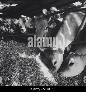 L'alimentation des vaches Jersey l'ensilage d'herbe Banque D'Images