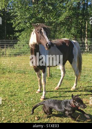 Cheval et chien jouant dans domaine Banque D'Images