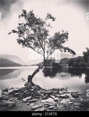 Le Lone Tree, Llyn Padarn, Llanberis, au nord du Pays de Galles. Banque D'Images