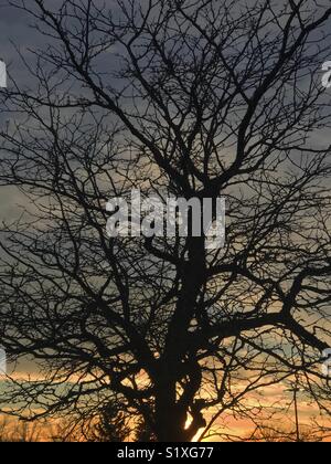 Au coucher du soleil la photographie silhouette arbre ayant en premier plan Banque D'Images