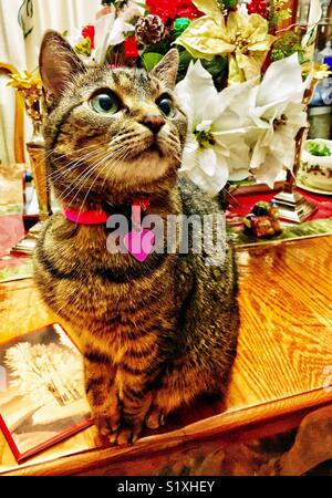 Cat posant sur la table à côté de poinsettia arrangement floral et carte de Noël Banque D'Images