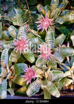 Belle floraison cactus plantes grasses ! Banque D'Images