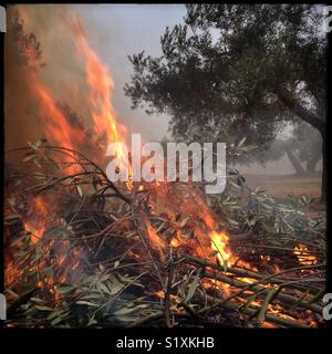 La taille d'olive hiver brûlant, en Catalogne, Espagne. Banque D'Images
