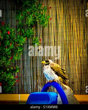 Noisy Miner, un oiseau indigène australienne après avoir pris un bain dans la piscine et s'asseoir et se détendre sur le rail. Banque D'Images