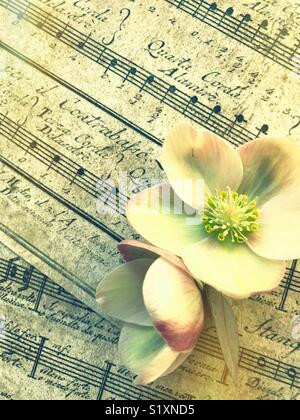 Lenten roses sur les feuilles de musique vintage Banque D'Images