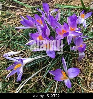 Purple Crocus fleurs. Banque D'Images