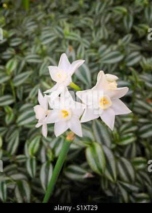 Narcisse blanc Tradescantia zebrina fleurs contre les feuilles. Banque D'Images