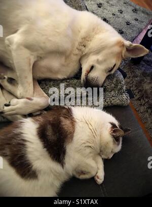 Un couchage pour chien et chat à côté de l'autre. Banque D'Images