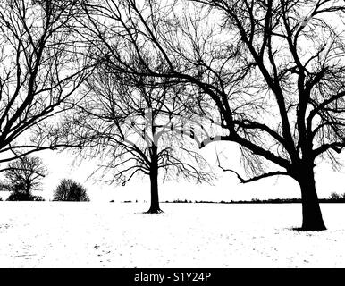 Silhouettes d'arbres dans la neige Banque D'Images