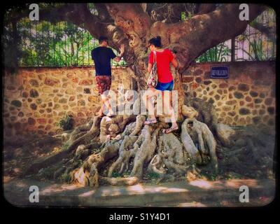 Un homme et une femme s'élever sur les racines de l'arbre géant qui s'est développée au travers d'un mur et trottoir en Ajijic, Mexique. Banque D'Images