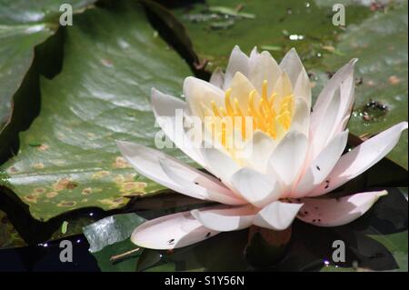 Parc Pukekura, New Plymouth - 19 novembre 2017 : blanc et rose nénuphar entouré de nénuphars. Peu de mouches couvrant un couple des pétales en bas de la fleur. Trouvé dans un étang en par Banque D'Images