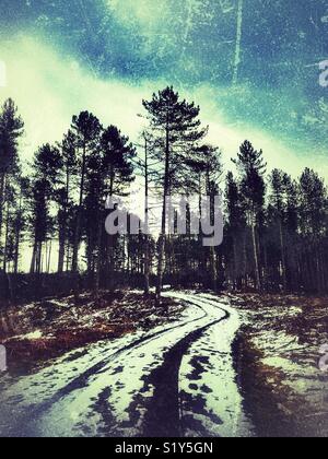 Grungy, liquidation, la neige a couvert la voie menant à la hauteur des arbres de pin sylvestre de Delamere Forest Banque D'Images