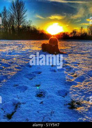 Labradoodle chien noir couché dans un parc dans la neige avec son retour à un bas, coucher de soleil au cours de la neige de l'hiver Février 2018 Banque D'Images