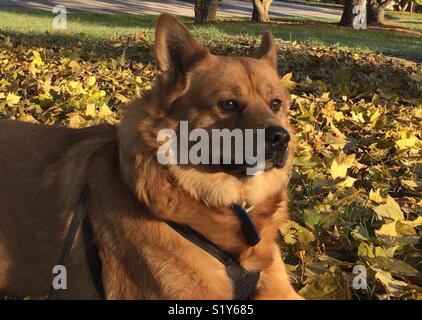 Mon chien est un Jax Chow/Pasteur/Cattle Dog Mix et c'est un rare portrait de lui assis parmi les feuilles d'automne et profiter de la brise fraîche. Il siège rarement ce toujours ! Banque D'Images