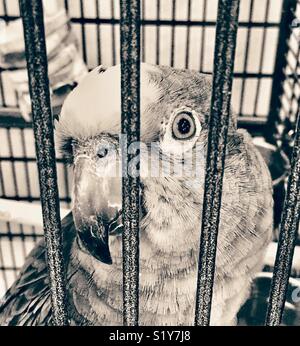 À couronne jaune Amazon parrot closeup Banque D'Images