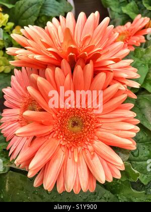 Daisy, Gerbera Daisy Banque D'Images