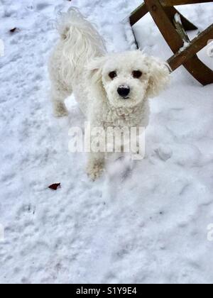 Chiot blanc dans la neige Banque D'Images