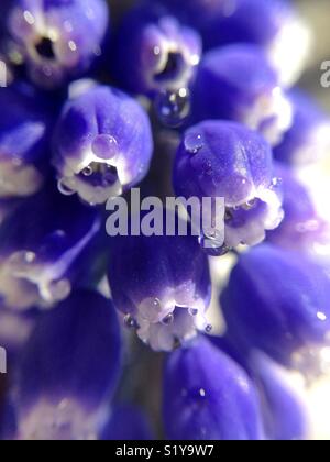 Muscaris. Muscari. Banque D'Images