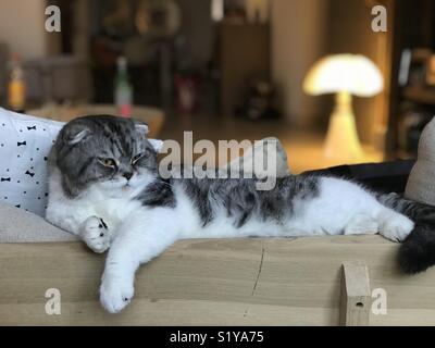 Scottish Fold chat domestique Banque D'Images