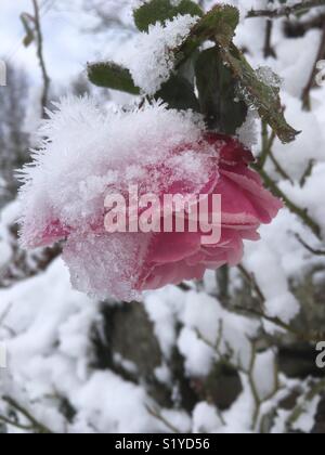 Fleur Rose congelé et englouti dans la neige, vallée de la Wye, le 12 décembre 2017 Banque D'Images