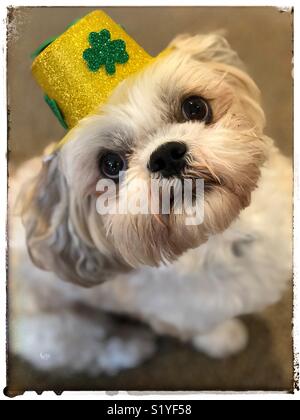 Shih Tzu portant le jour de la Saint Patrick hat Banque D'Images