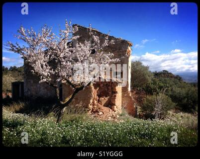 Bâtiment abandonné et un amandier en fleurs, en Catalogne, Espagne. Banque D'Images