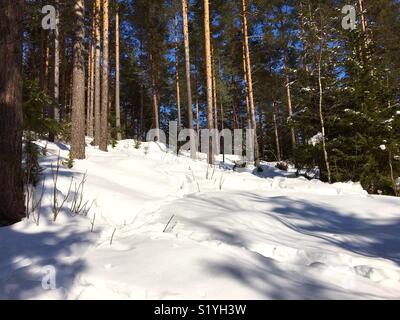 La neige a couvert des forêts d'hiver baigné de soleil. Banque D'Images