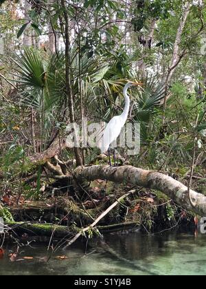 Oiseau à Weeki Wachee Springs en Floride Banque D'Images