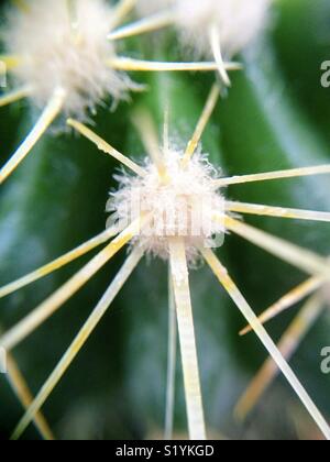 Épines de cactus. Bateau à quille. Macro. Banque D'Images