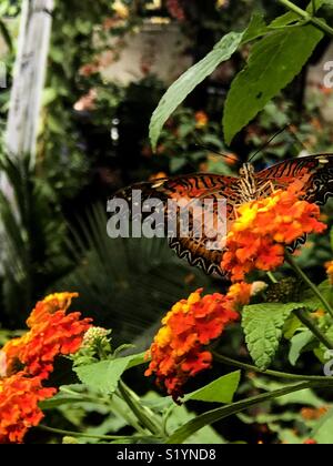 Papillon chrysope rouge Banque D'Images