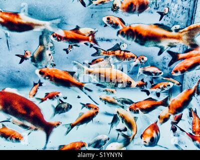 Avis d'un grand nombre de poissons rouges dans un aquarium Banque D'Images