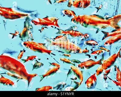 Avis d'un grand nombre de poissons rouges dans un aquarium Banque D'Images
