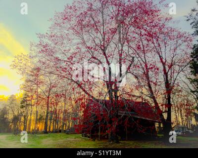 Coucher du soleil jaune glow avec red spring tree par old shed Banque D'Images