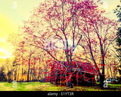 Ciel coucher de soleil jaune rouge avec arbre de printemps et vieux shed Banque D'Images