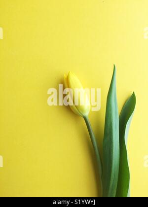 Une seule tulipe jaune. Banque D'Images