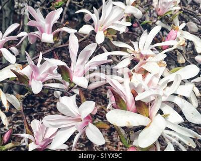 Star magnolia (Magnolia stellata) arbre en pleine floraison Bellevue WA Banque D'Images