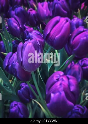 Tulipes violet dramatique Banque D'Images
