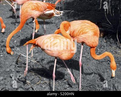 Un groupe de flamants roses orange vif devant un fond noir et blanc Banque D'Images