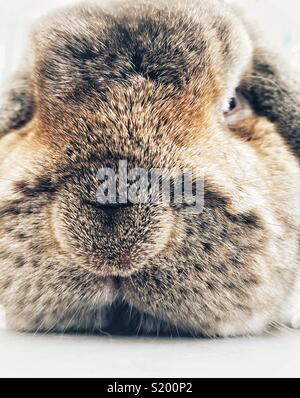 Brun et gris lapin Bélier Français libre face portrait Banque D'Images