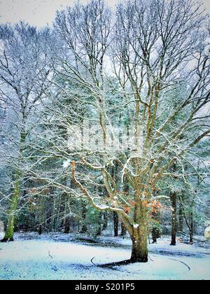 Bois recouvert de neige fraîchement tombée de l'hiver, New England, United States Banque D'Images