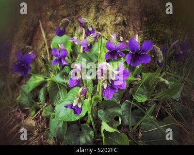 Sweet violets poussent à l'état sauvage à côté d'un arbre. Banque D'Images