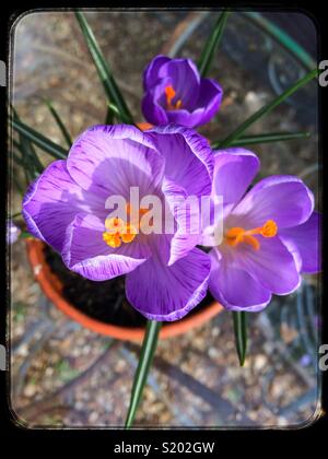 Purple crocus dans un pot en terre cuite sur une table en verre Banque D'Images