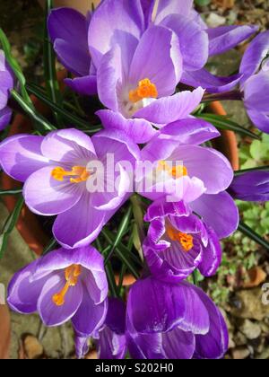 Purple crocus dans un pot en terre cuite Banque D'Images