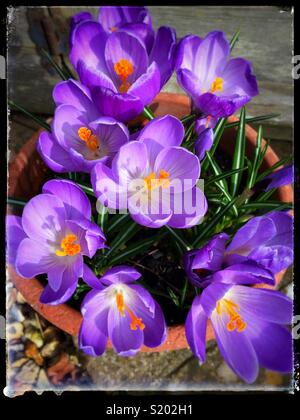 Purple crocus dans un pot en terre cuite Banque D'Images