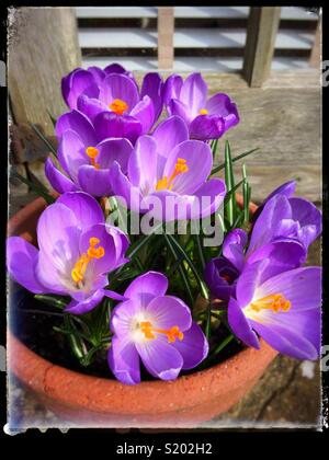 Purple crocus dans un pot en terre cuite Banque D'Images