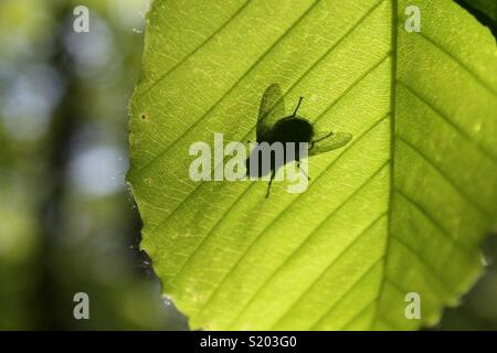 Voler sur une feuille. Banque D'Images