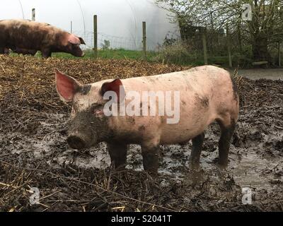 Heureux comme un cochon dans la boue Banque D'Images