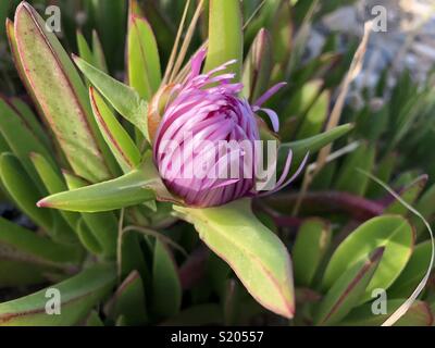 Brouillard marin flower close up Banque D'Images